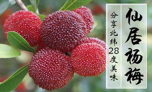 **設(shè)計案例——仙居楊梅設(shè)計