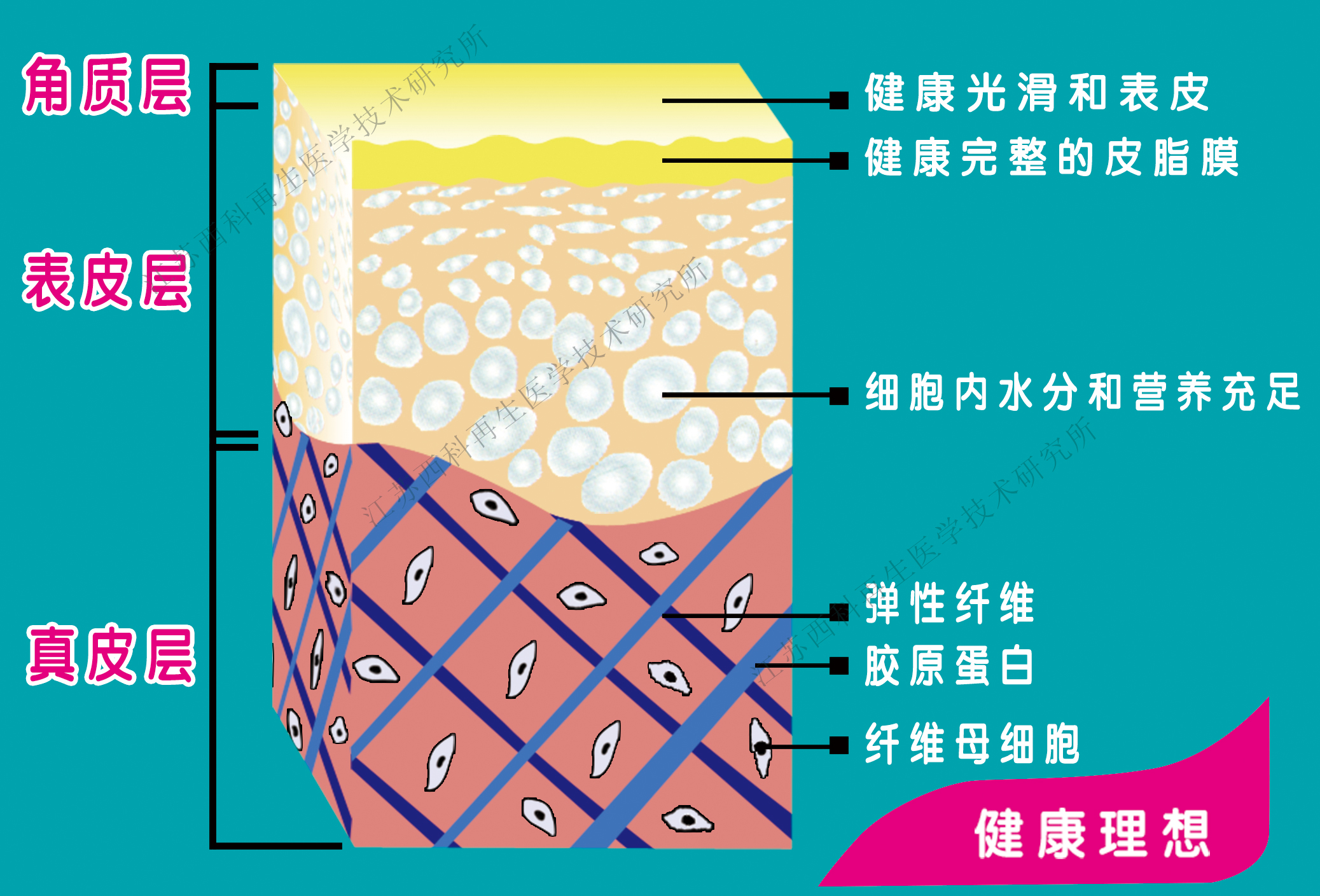 医学皮肤切面注射修复